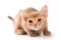 Ginger kitten Abyssinian