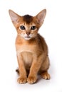 Ginger kitten Abyssinian