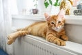 Ginger kitten with amber eyes