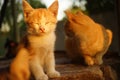 Ginger kitten and cat relax outdoor at sunset, lovely cats family