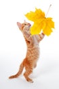 Ginger kitten catching yellow maple autumn leaf. Isolated on a white Royalty Free Stock Photo