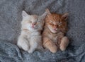 Ginger kitten on couch under knitted blanket. Two cats cuddling and hugging. Domestic animal. Sleep and cozy nap time. Home pet. Royalty Free Stock Photo