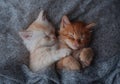 Ginger kitten on couch under knitted blanket. Two cats cuddling and hugging. Domestic animal. Sleep and cozy nap time. Home pet. Royalty Free Stock Photo