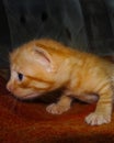 Ginger kitten cute expression