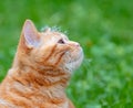 Ginger kitten with dandelion seeds on the head