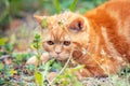 Ginger kitten with dandelion seeds on the head