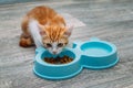 Ginger kitten eats dry food from a blue bowl on the kitchen floor. Kitten food concept