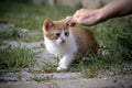 Ginger kitten in the garden caressed by woman`s hand Royalty Free Stock Photo