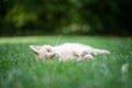 Ginger kitten in the garden. Cat lying on green grass in the garden.