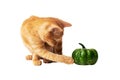 Ginger kitten and green pumpkin isolated on white background Royalty Free Stock Photo