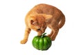 Ginger kitten and green pumpkin isolated on white background Royalty Free Stock Photo