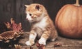 Ginger kitten and halloween pumpkin jack-o-lantern on black wood background