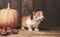 Ginger kitten and halloween pumpkin jack-o-lantern on black wood background Royalty Free Stock Photo