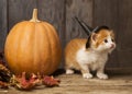 Ginger kitten and halloween pumpkin jack-o-lantern on black wood background