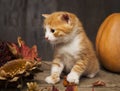 Ginger kitten and halloween pumpkin jack-o-lantern on black wood background Royalty Free Stock Photo