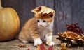 Ginger kitten and halloween pumpkin jack-o-lantern and on wood b