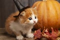 Ginger kitten and halloween pumpkin jack-o-lantern and on wood background