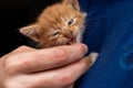 Ginger kitten in the hands of a girl close-up, selective focus