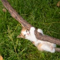 Ginger kitten hanging on the vine, close up, copy space