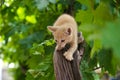 Ginger kitten on the hunt. Frisky Kitty climbs trees. Playful cat hunter. Kitten is exploring a new world for him. Delight