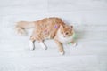 A ginger kitten lies on floor with a Christmas glowing garland. View from above Royalty Free Stock Photo