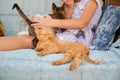 Ginger kitten lies near the girl on the garden swing. The girl strokes her pet. Little blonde caucasian girl with a red cat Royalty Free Stock Photo