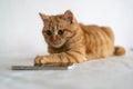Ginger kitten lies next to the cell phone Royalty Free Stock Photo