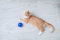 Ginger kitten lying on floor with a New Year`s blue ball. View from above