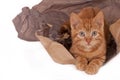 Ginger kitten and packing paper