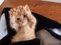 Ginger kitten with paws over his head, laying on back