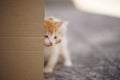 Ginger kitten peeks out from behind a cardboard box