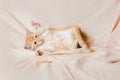 Ginger kitten playing light background indoors Royalty Free Stock Photo