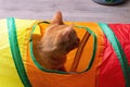 Ginger kitten playing with a toy tunnel Royalty Free Stock Photo