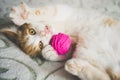 Ginger kitten plays with a ball of thread, pet lying on the bed, funny cat shows tongue