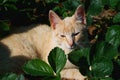 A ginger kitten is resting among the green bushes of strawberries Royalty Free Stock Photo