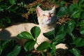 A ginger kitten is resting among the green bushes of strawberries Royalty Free Stock Photo