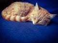 Ginger kitten sleeping on a blue background. Royalty Free Stock Photo
