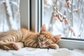 Ginger kitten sleeps peacefully on a plush white blanket by a plastic PVC window