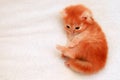 Ginger kitten, small newborn longhair cat on white background. Red kitten, adorable beautiful Persian baby animal few days old Royalty Free Stock Photo