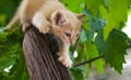 A ginger kitten sneaks up on prey on a tree. Frisky Kitty climbs trees. Playful cat hunter. Kitten is exploring a new world