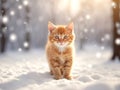 Ginger Kitten in snow forest, bokeh lights