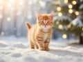 Ginger Kitten in snow forest, bokeh lights