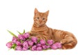 Ginger kitten with tulips