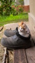Ginger kittens sit in old black galoshes, portrait, close-up, copy space