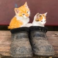 Ginger kittens sit in old black galoshes, portrait, close-up, copy space