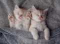 Ginger Kittens Sleeping on a fur Blanket. Concept of Happy Adorable Cat Pets