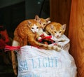 Ginger kittens on top of a sack Vietnam