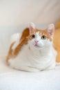 Ginger kitty lie on bed with folded paws and looking interested