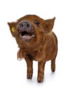 Ginger Kunekune piglet on white