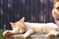 A ginger lazy cat is relaxing in the shade of a summer garden on a large stump and does not know what surprise has crept up behind Royalty Free Stock Photo